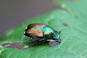 Popillia japonica: informazioni per i comuni ricadenti in zona infestata
